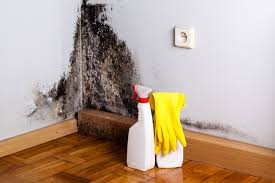 Trusted Chatfield, MN Mold Remediation Experts